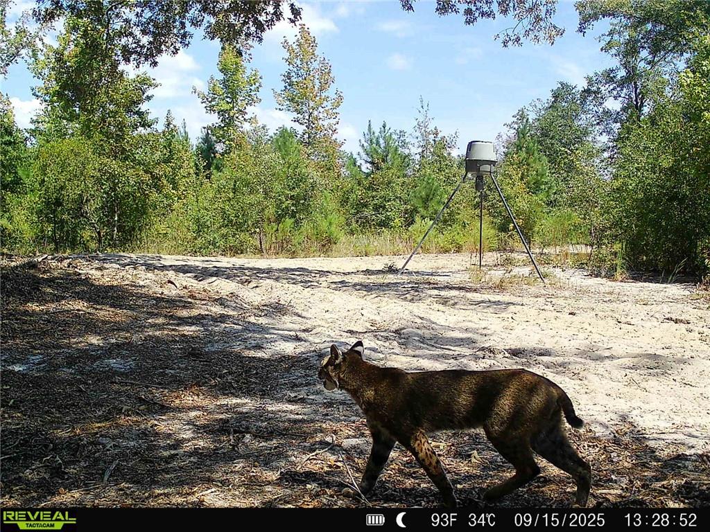 1110 Ga-88 Blythe GA 30805