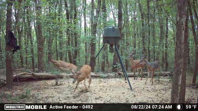 2018 Finch Drive Winder GA 30680