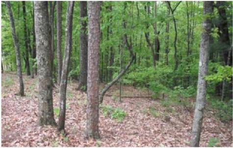 Lot 17 Abbott Mill Ellijay GA 30540