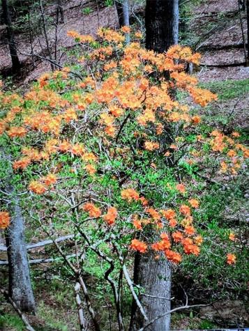 0 Long Branch Road Dahlonega GA 30533