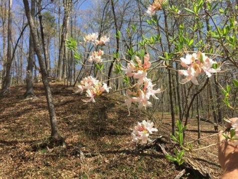 0 Long Branch Road Dahlonega GA 30533