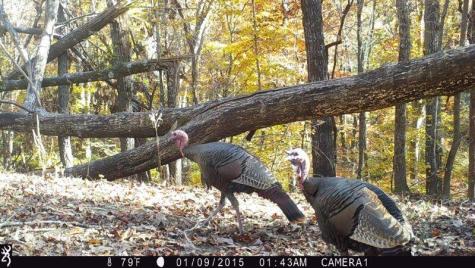 0 Long Branch Road Dahlonega GA 30533