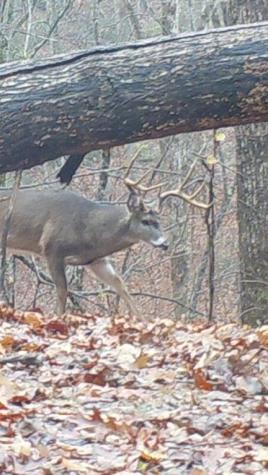 0 Long Branch Road Dahlonega GA 30533