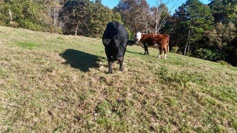 0 Porter Springs Road Dahlonega GA 30533