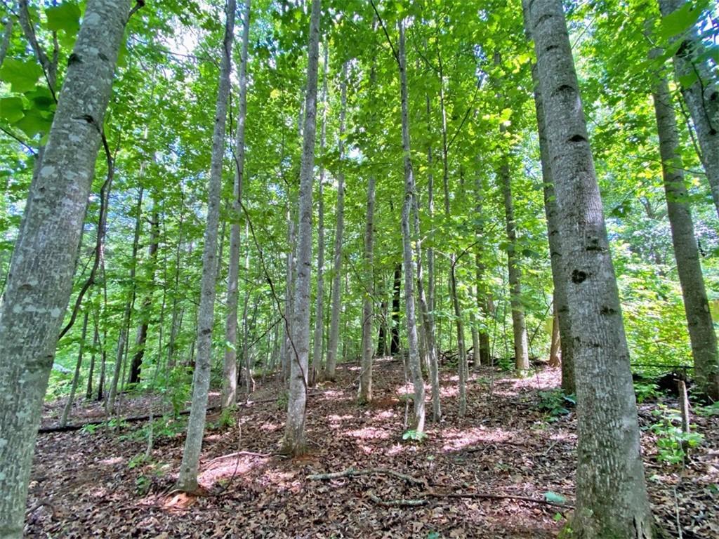 39.2AC Falling Pines Road Dahlonega GA 30533