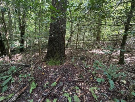 0 Alpine Drive Sautee Nacoochee GA 30571