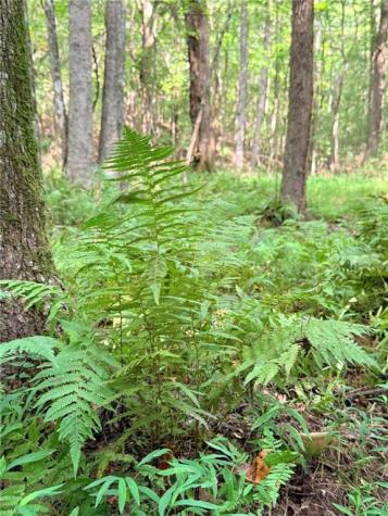 Lot 8 Pettit Road Jasper GA 30143