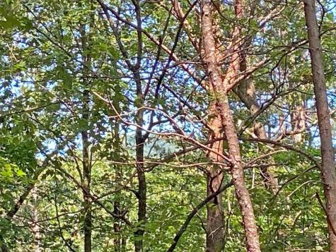 10.59 Ac, T S Jarrard Road Dahlonega GA 30533