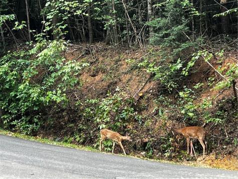 9 Dover Falls Trail Ellijay GA 30540