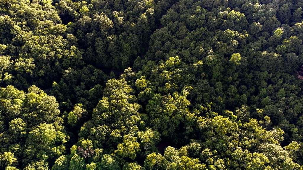 Lot 18 Cub Trail Cherry Log GA 30522