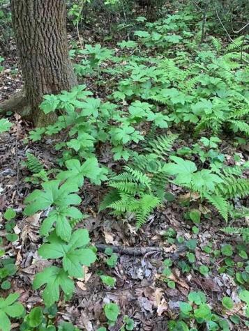 740 Little Rock Creek Road Cherry Log GA 30522
