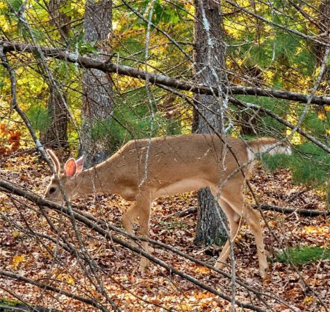 129 Sunset Trail Blairsville GA 30512