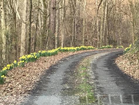 460 Wikle Drive Ellijay GA 30540