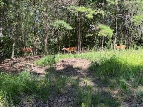 55 Elmwood Circle Ellijay GA 30540