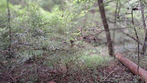 202 Standing Rock Lane Ellijay GA 30540