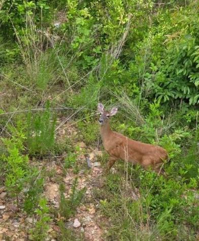 95 Ridgeline Lane Mineral Bluff GA 30559