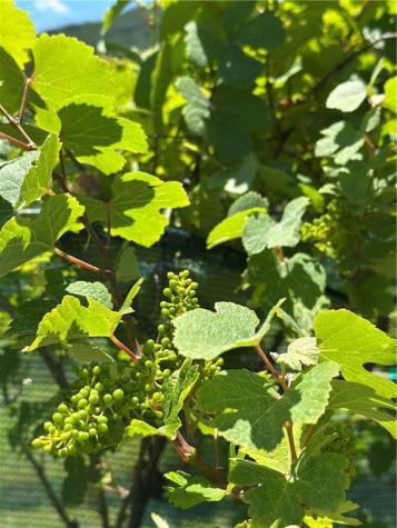 110 Rathgeb Trail Jasper GA 30143