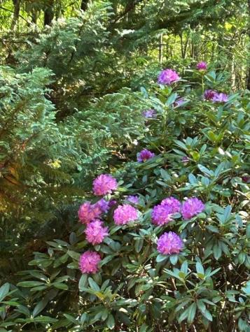 46 Private Drive Ellijay GA 30536