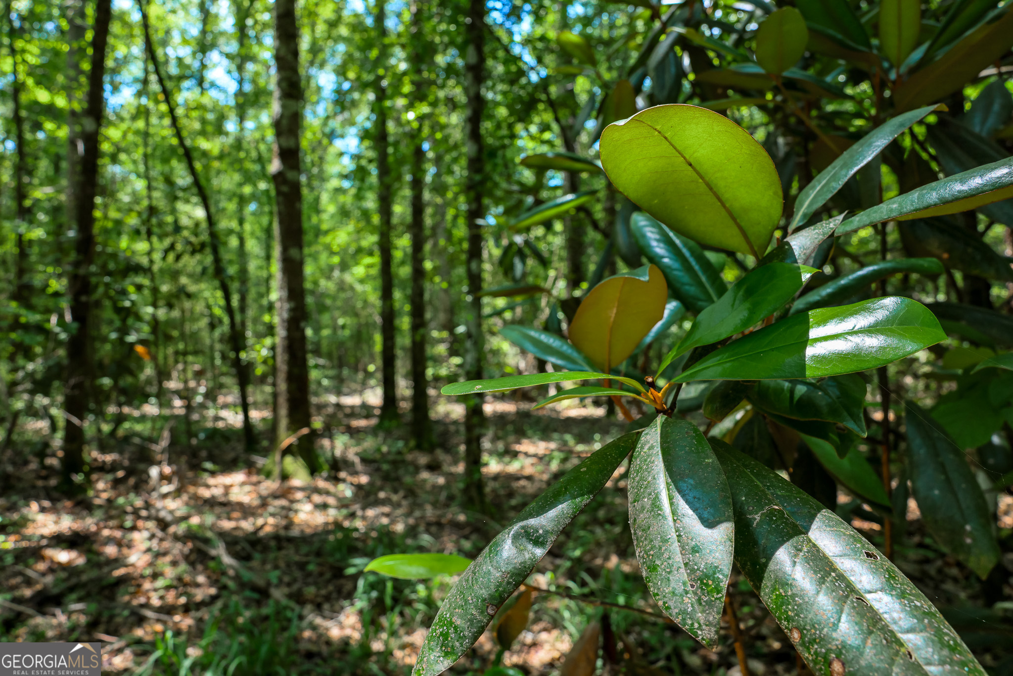 0 Pine Street Edison GA 39846