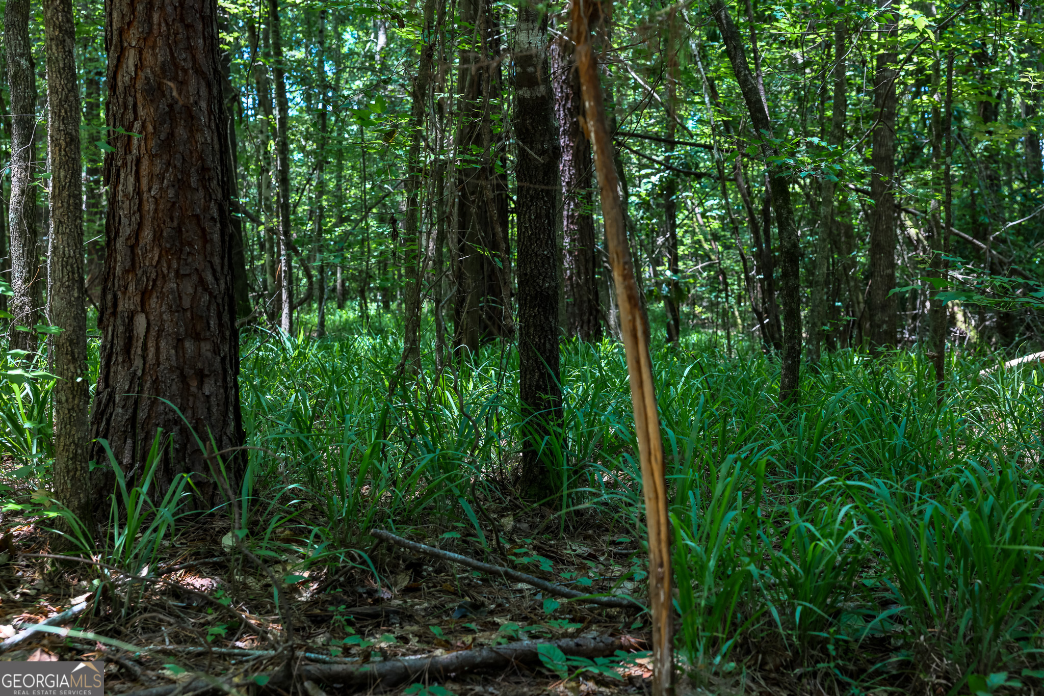 0 Pine Street Edison GA 39846