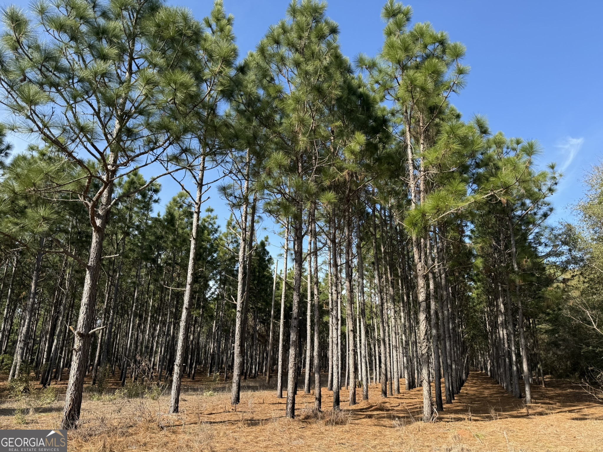 014 Highway 45 Plains GA 31780
