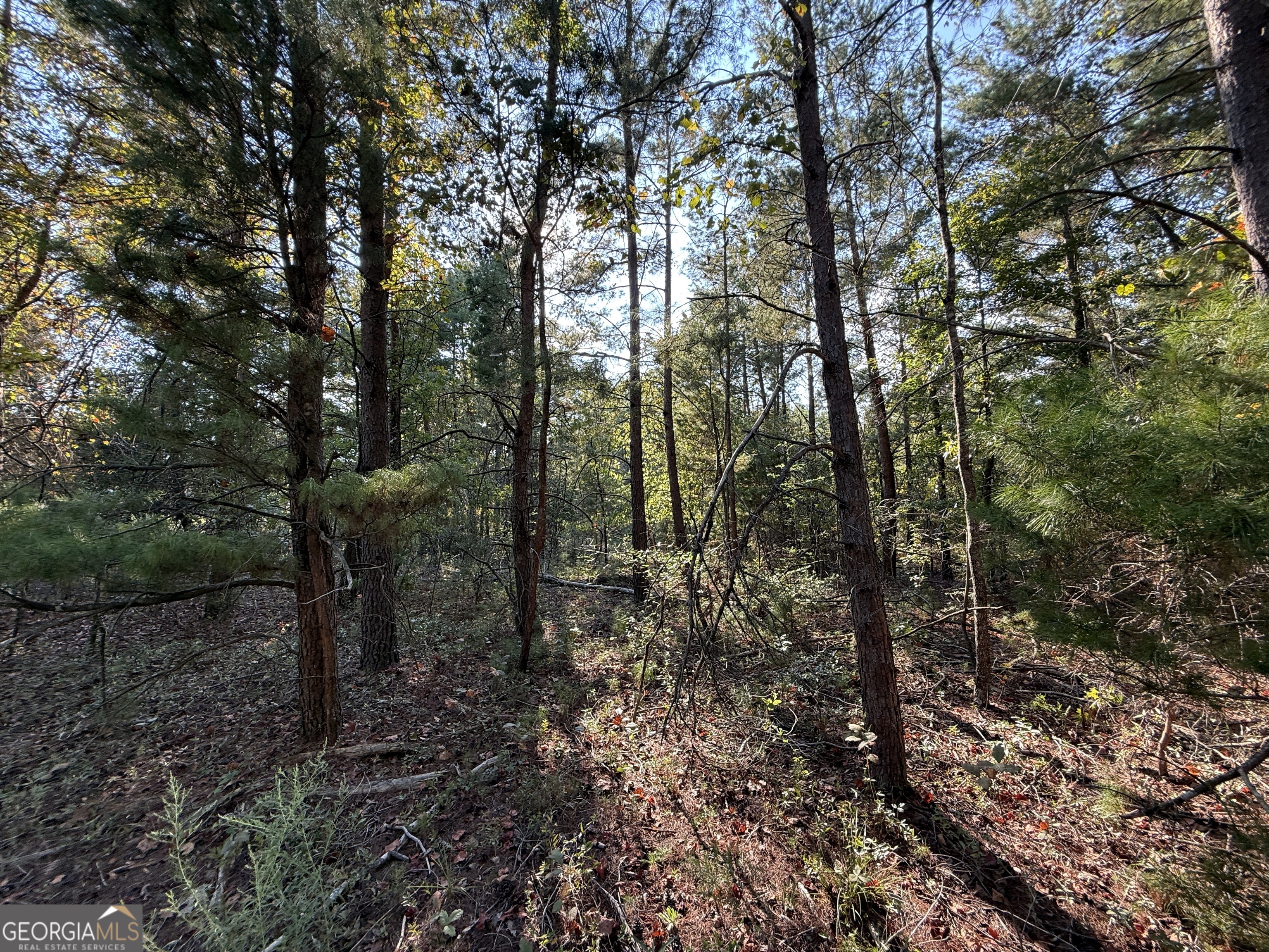 77 Acres Roosevelt Highway Warm Springs GA 31830