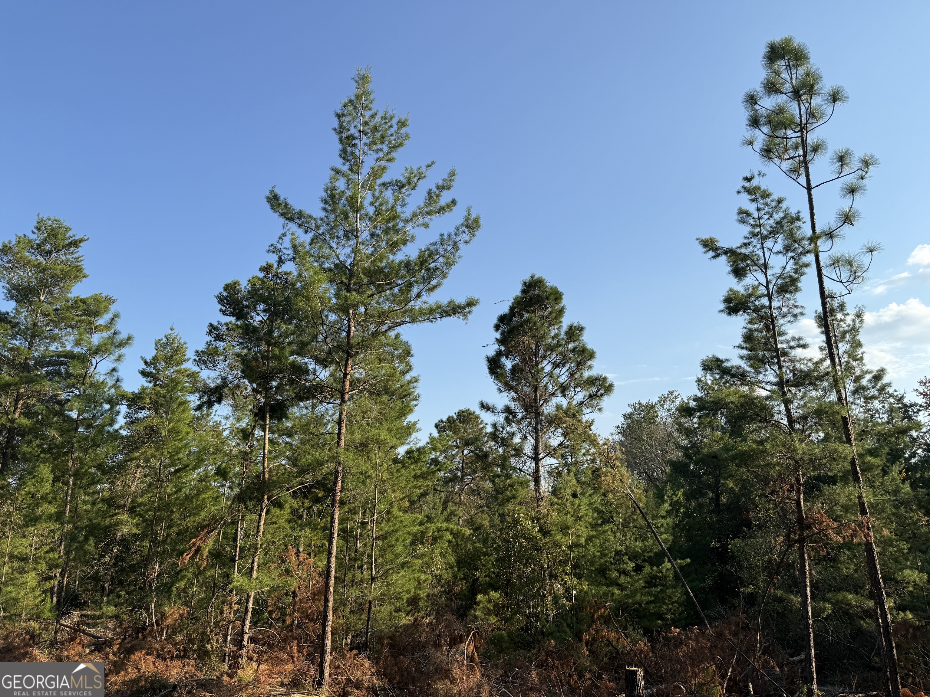 77 Acres Roosevelt Highway Warm Springs GA 31830