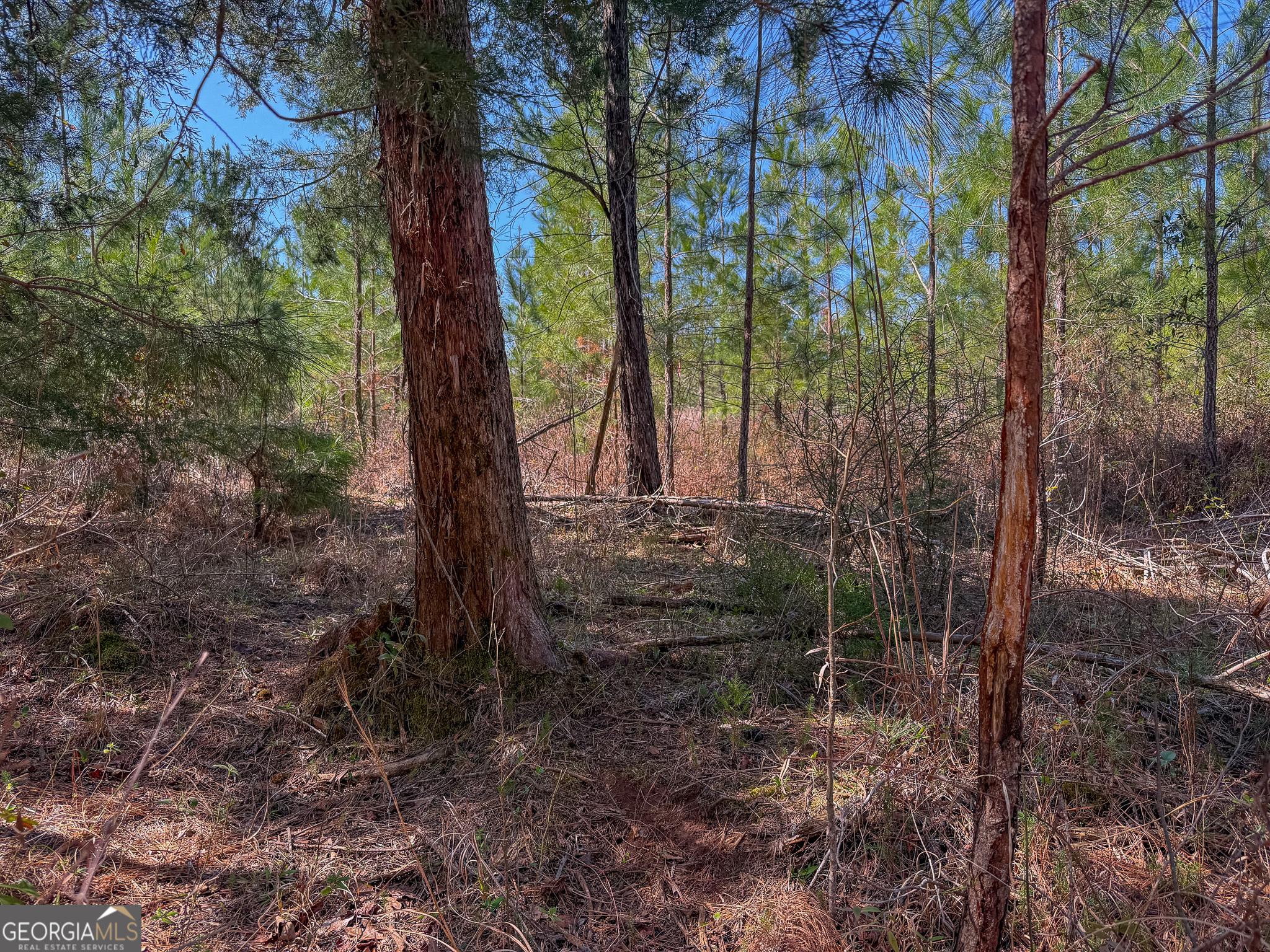 0 Dozier Road Ellaville GA 31806