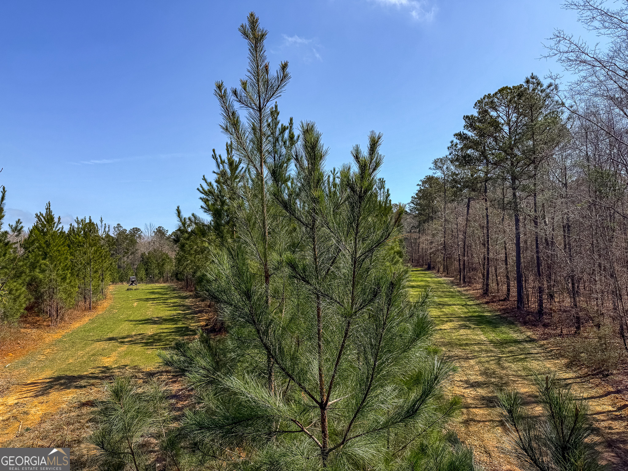 0 Dozier Road Ellaville GA 31806