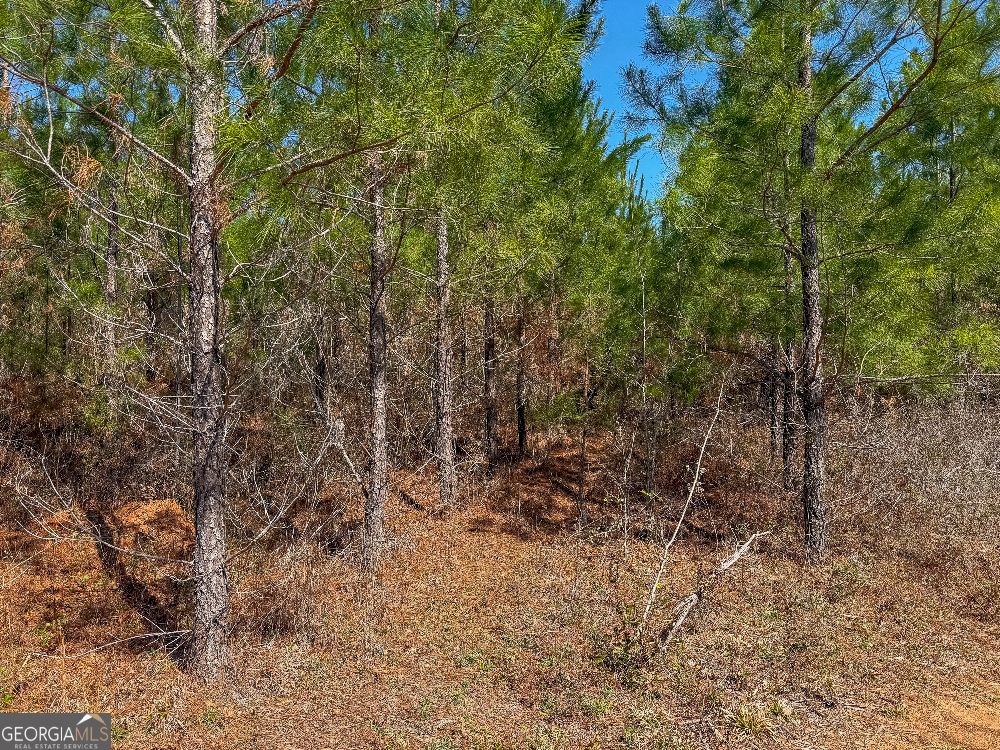 0 Dozier Road Ellaville GA 31806