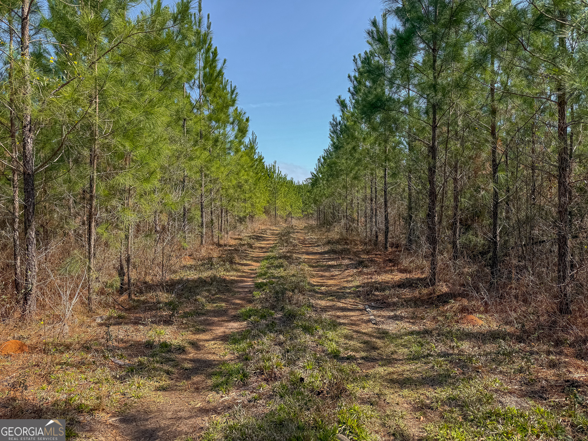 0 Dozier Road Ellaville GA 31806