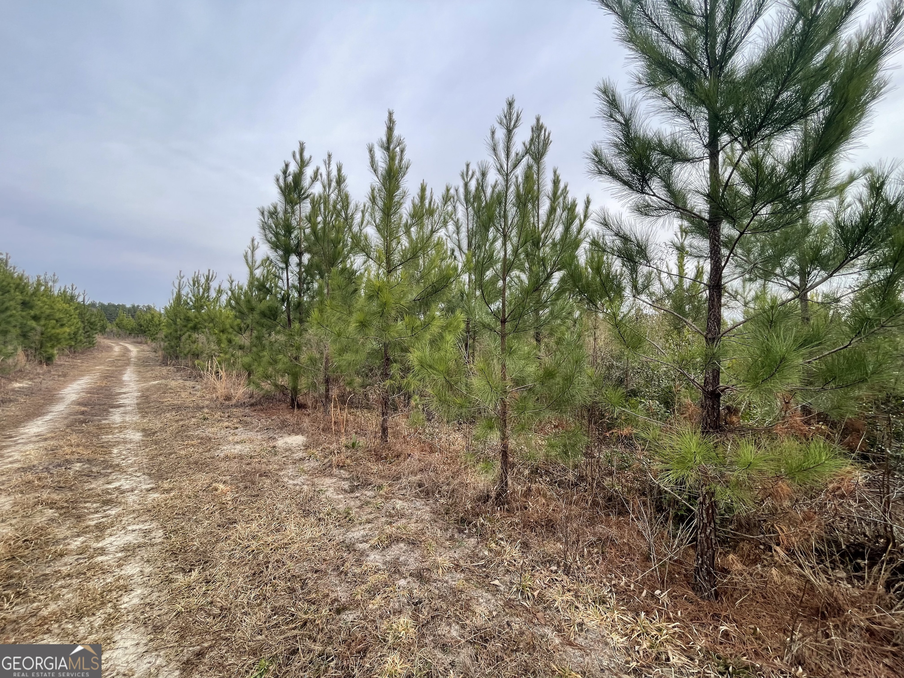 1 Newington Highway Sylvania GA 30467