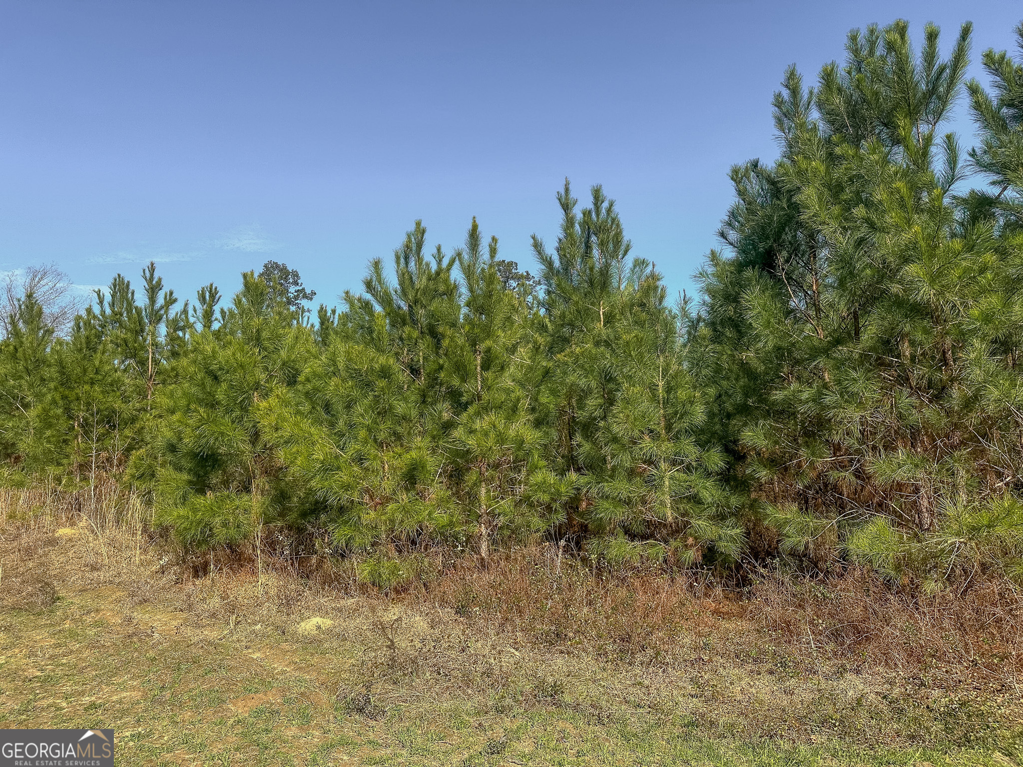 1298 Days Avenue Morris GA 39867