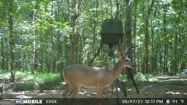 2018 Finch Drive Winder GA 30680