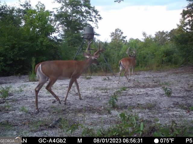 1110 Ga-88 Blythe GA 30805