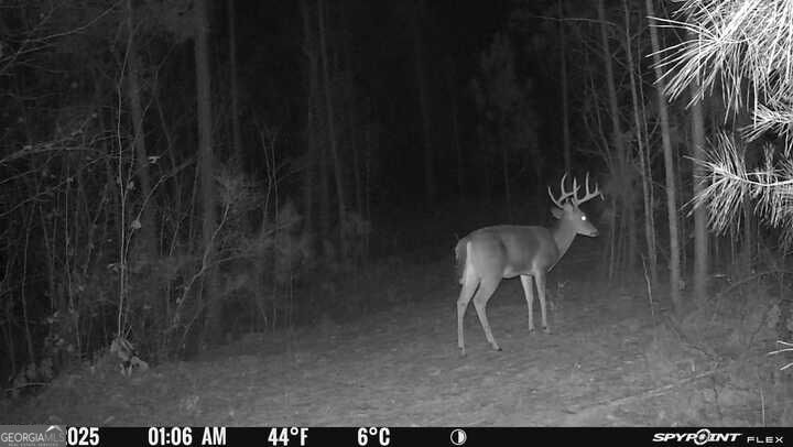 17 Acres Carlisle Gap Road Woodland GA 31836