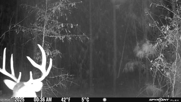 17 Acres Carlisle Gap Road Woodland GA 31836