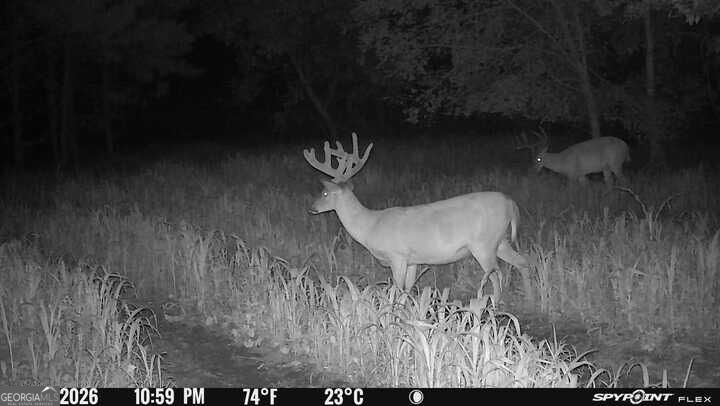 17 Acres Carlisle Gap Road Woodland GA 31836