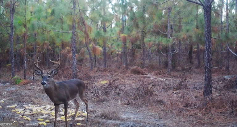 0 Neily Wagon Road Mcrae-helena GA 31055