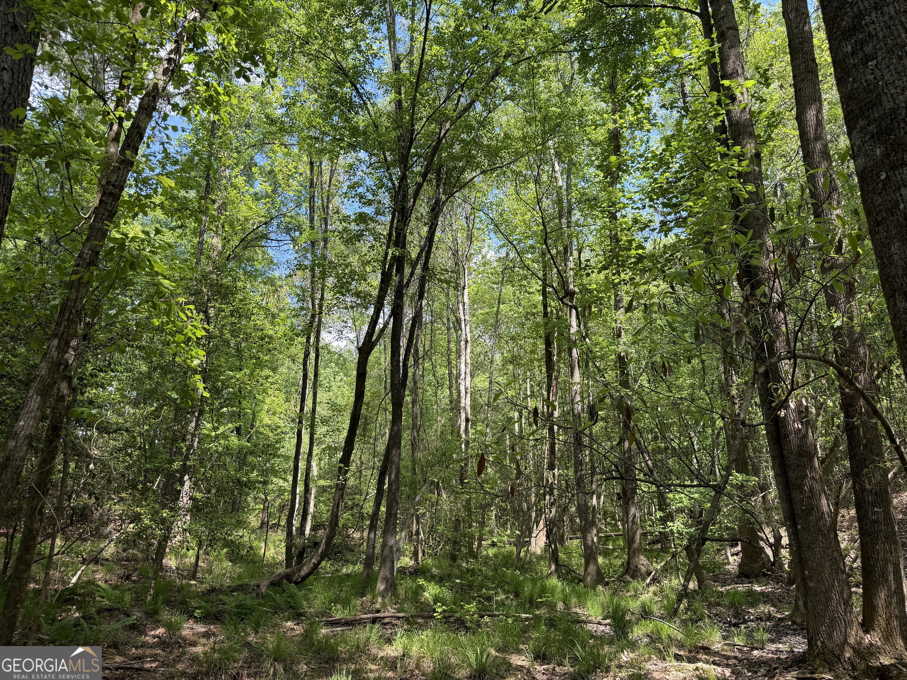 008 George Milling Road Cuthbert GA 39840