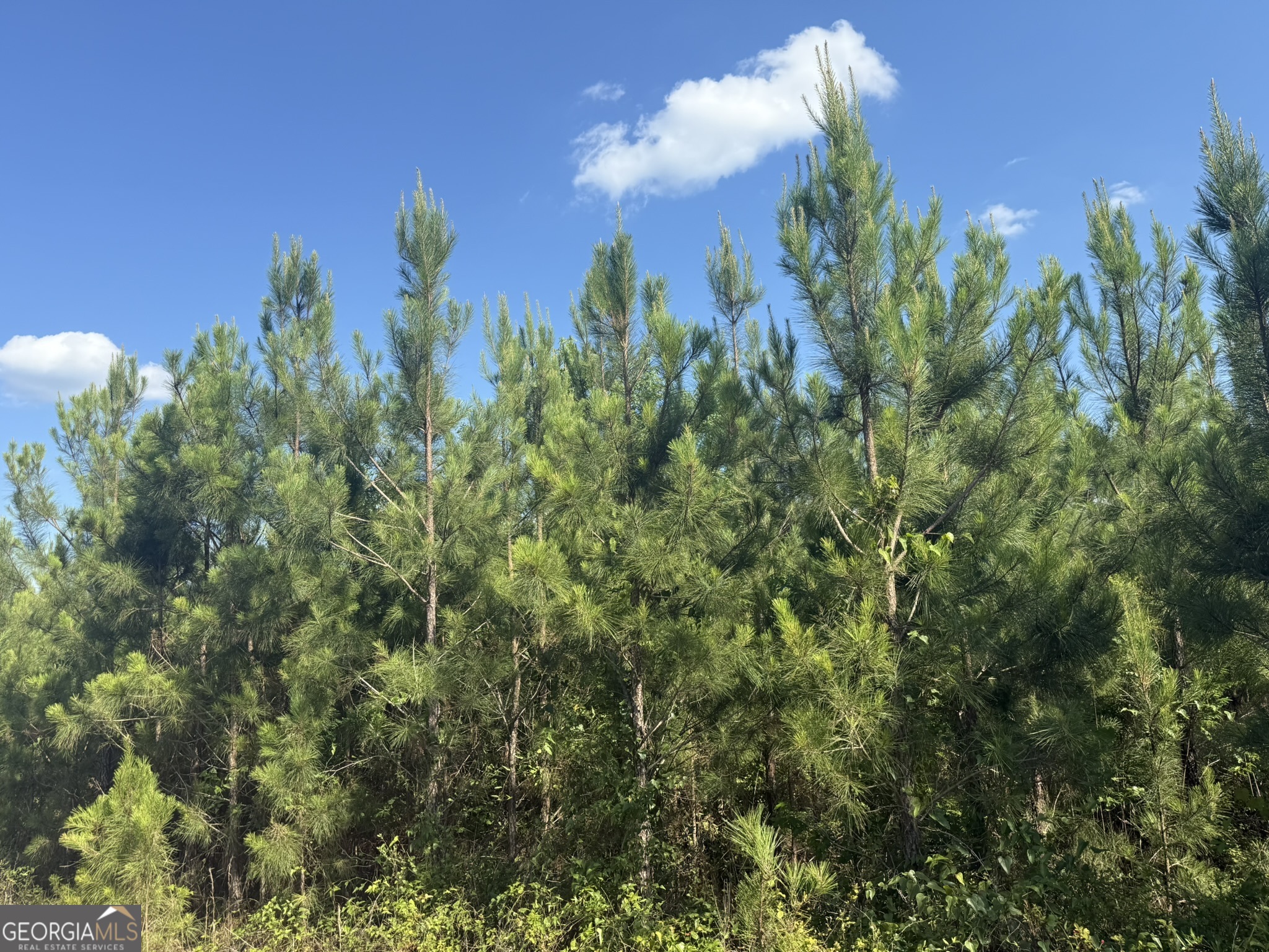 009 George Milling Road Cuthbert GA 39840