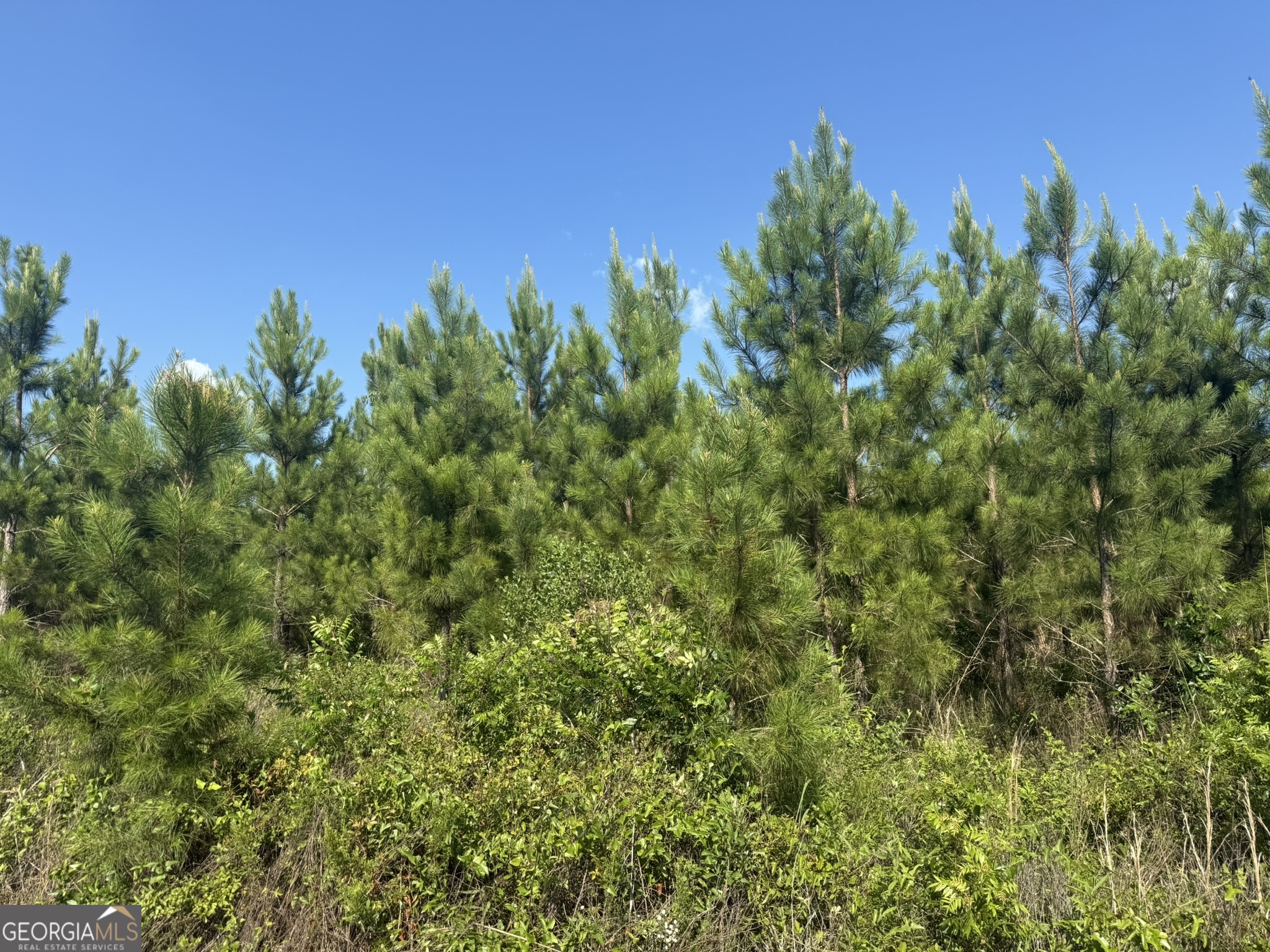 009 George Milling Road Cuthbert GA 39840
