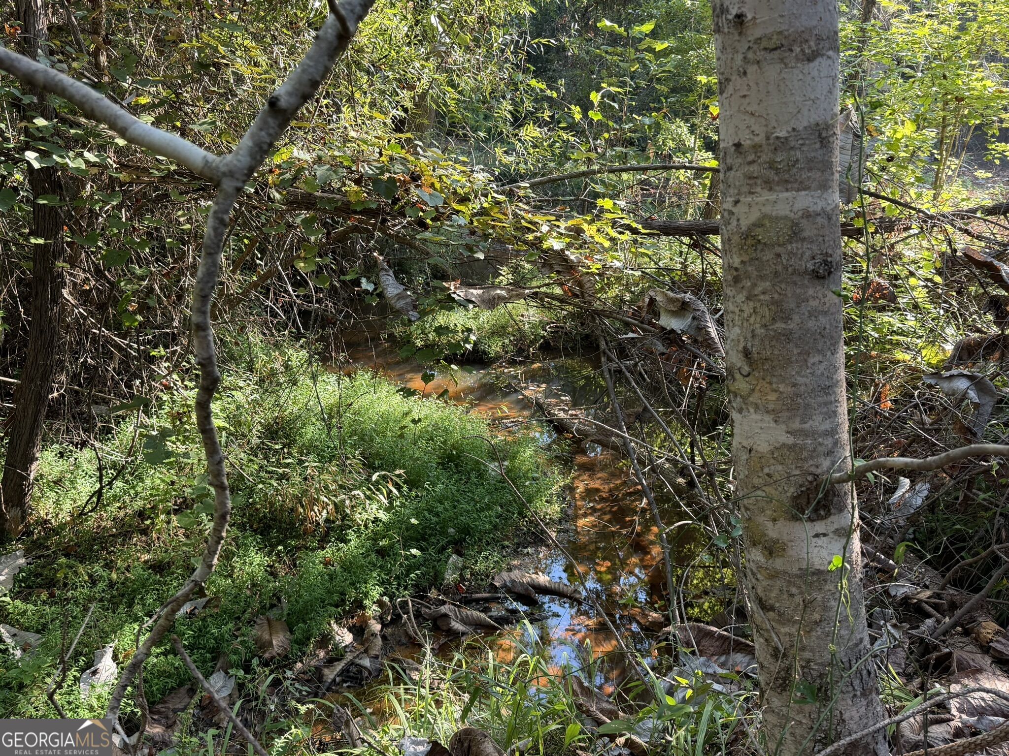 15.62 Acres Carlisle Gap Road Woodland GA 31836