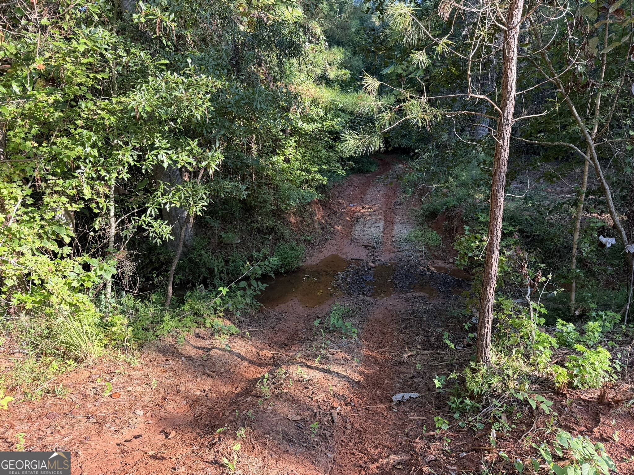 15.62 Acres Carlisle Gap Road Woodland GA 31836