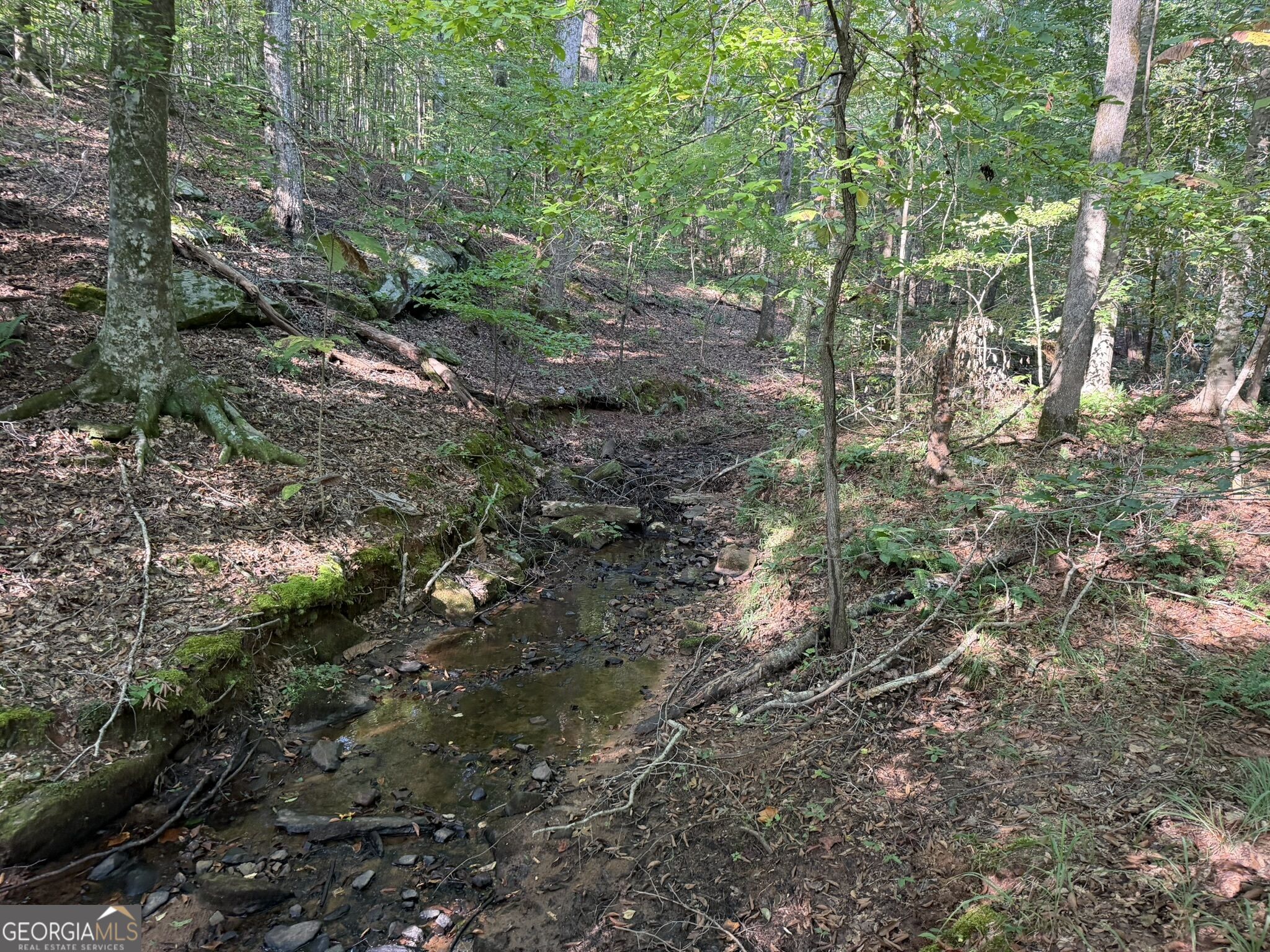 15.62 Acres Carlisle Gap Road Woodland GA 31836