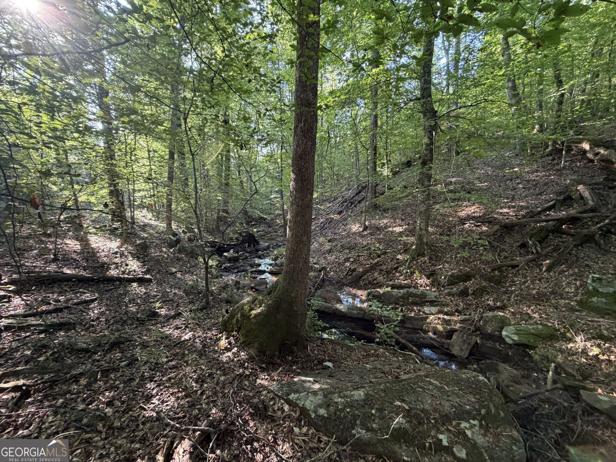 15.62 Acres Carlisle Gap Road Woodland GA 31836