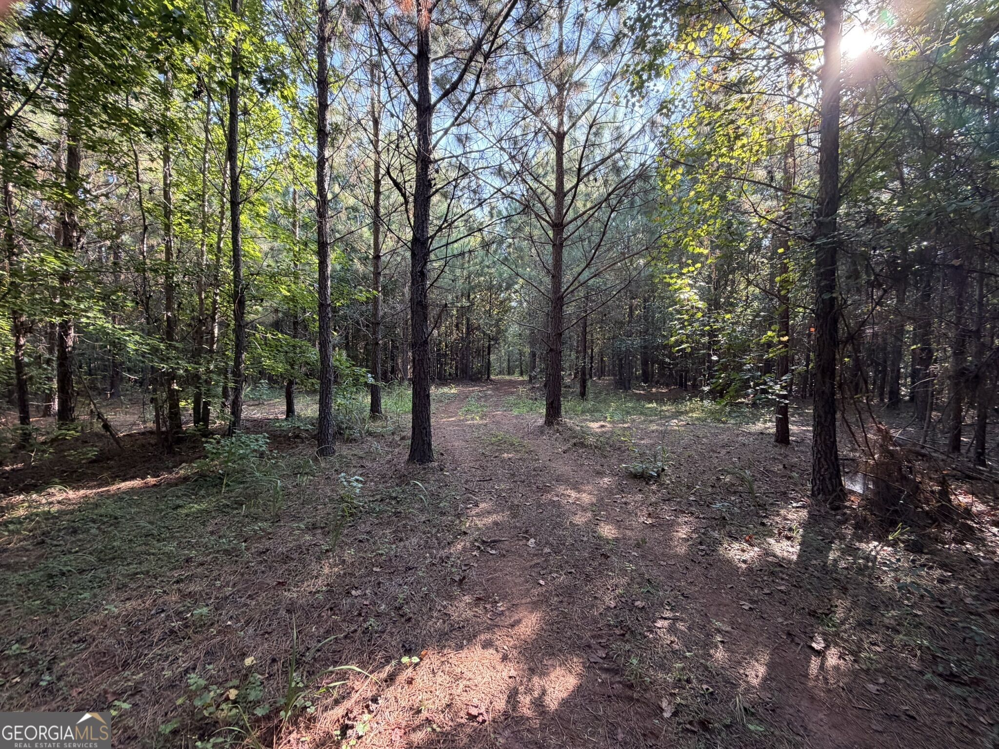 15.62 Acres Carlisle Gap Road Woodland GA 31836