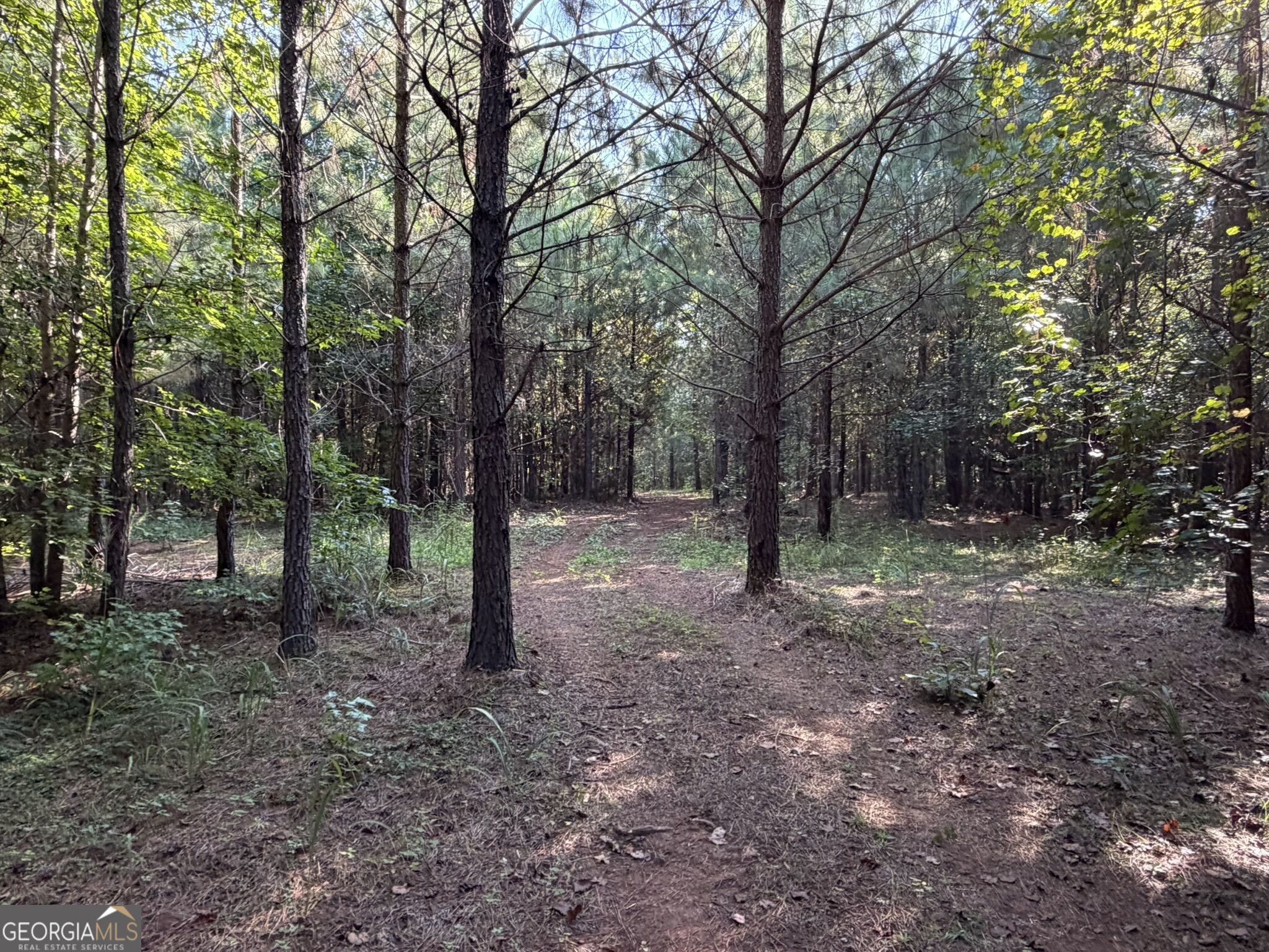 15.62 Acres Carlisle Gap Road Woodland GA 31836