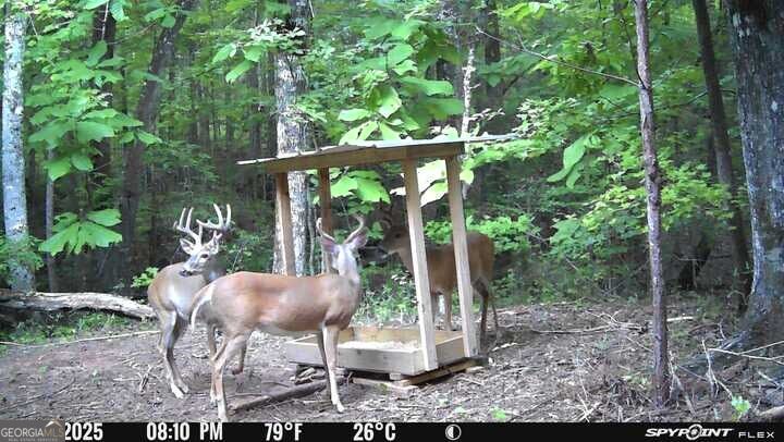 15.62 Acres Carlisle Gap Road Woodland GA 31836
