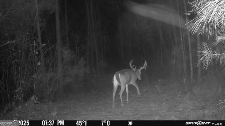 15.62 Acres Carlisle Gap Road Woodland GA 31836